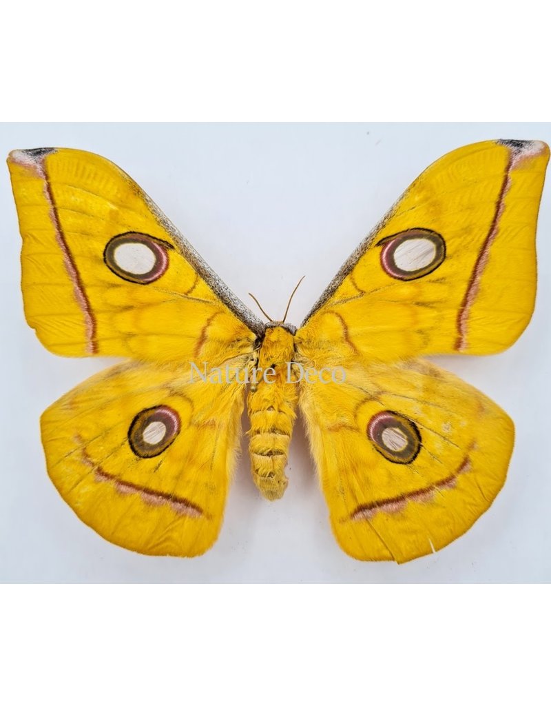 . Unmounted Antheraea Jana (female)