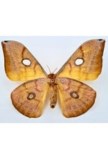 . Unmounted Antheraea Jana (female)