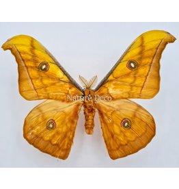 . Ongeprepareerde Antheraea Jana (man)