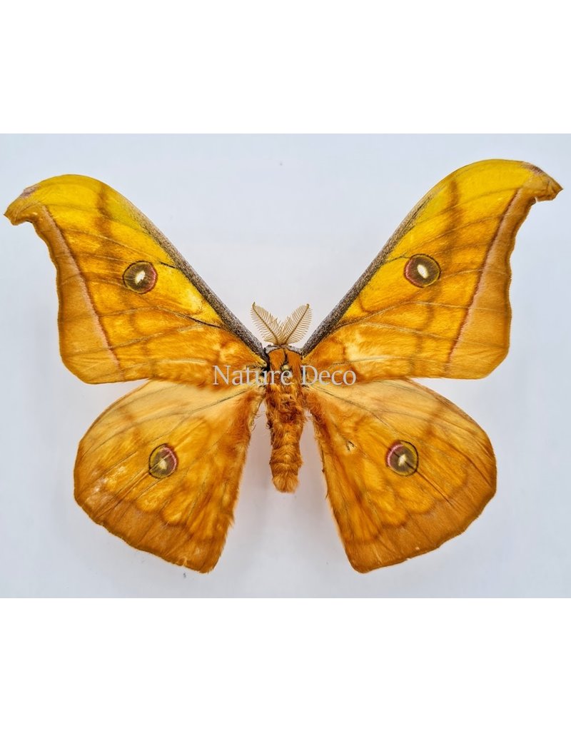 . Unmounted Antheraea Jana (male)