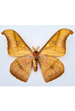 . Unmounted Antheraea Jana (male)