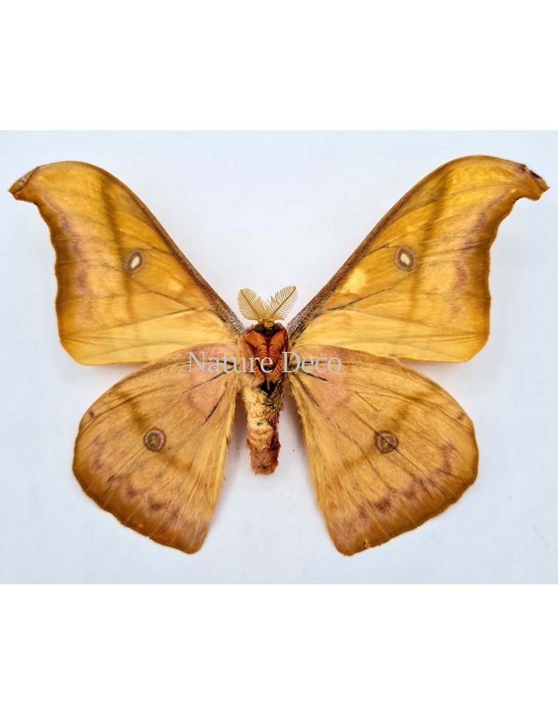 . Unmounted Antheraea Jana (male)