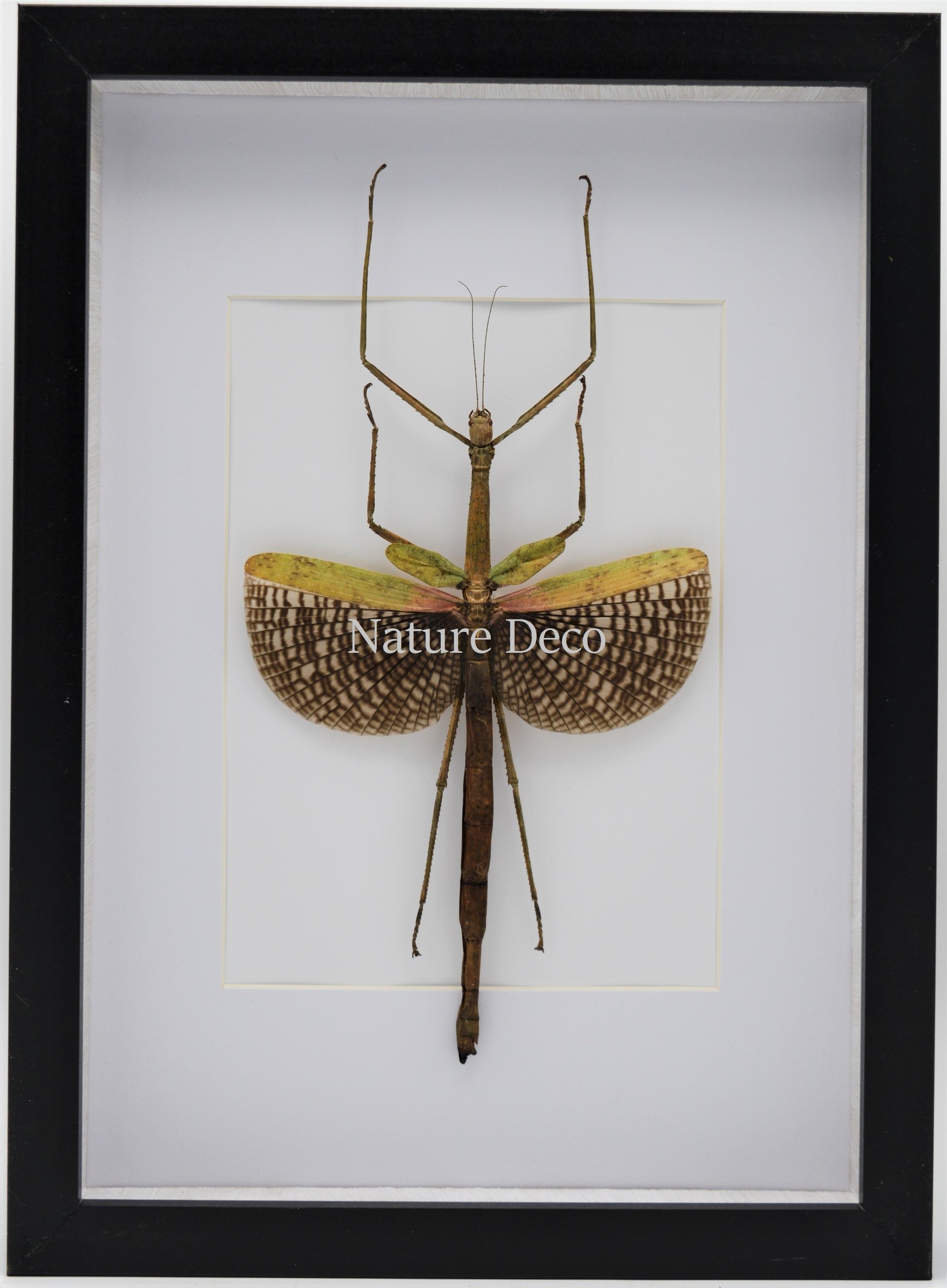 verkoudheid optellen Bewijs Anchiale Maculata (wandelende tak) in luxe 3D lijst 32 x 23,5cm - Nature  Deco