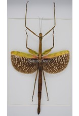 Nature Deco Anchiale Maculata (Stick insect) in luxury 3D frame 32 x 23,5cm