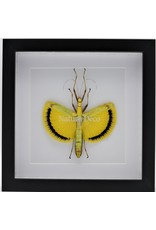 Nature Deco Tagesoidea Nigrofasciata (stick insect ) in luxury 3D frame 22 x 22cm