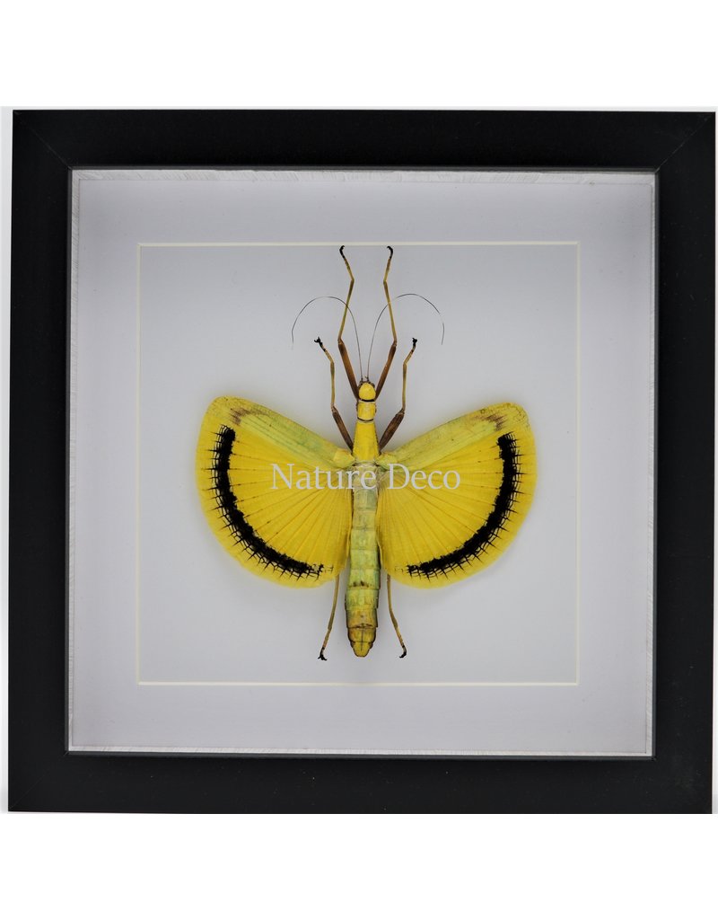 Nature Deco Tagesoidea Nigrofasciata (wandelende tak) in luxe 3D lijst 22 x 22cm