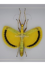 Nature Deco Tagesoidea Nigrofasciata (wandelende tak) in luxe 3D lijst 22 x 22cm