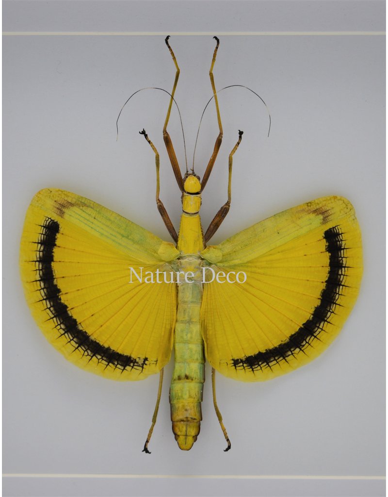 Nature Deco Tagesoidea Nigrofasciata (stick insect ) in luxury 3D frame 22 x 22cm