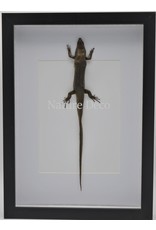 Nature Deco Skink in luxury 3D frame 32 x 23,5cm