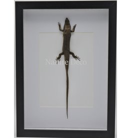 Nature Deco Skink in luxury 3D frame