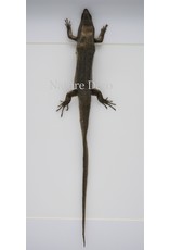 Nature Deco Skink in luxe 3D lijst 32 x 23,5cm