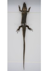 Nature Deco Skink in luxury 3D frame 32 x 23,5cm