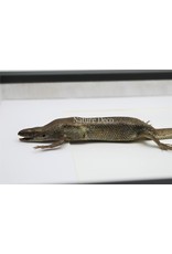 Nature Deco Skink in luxury 3D frame 32 x 23,5cm