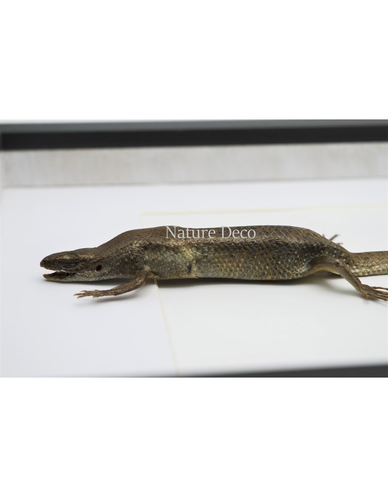 Nature Deco Skink in luxury 3D frame 32 x 23,5cm