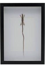 Nature Deco Long-tailed lizard in luxury 3D frame 32 x 23,5cm