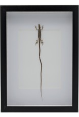 Nature Deco Long-tailed lizard in luxury 3D frame 32 x 23,5cm