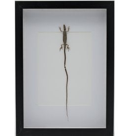 Nature Deco Long-tailed lizard in luxury 3D frame