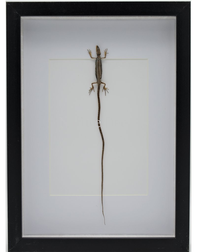 Nature Deco Long-tailed lizard in luxury 3D frame 32 x 23,5cm