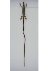 Nature Deco Long-tailed lizard in luxury 3D frame 32 x 23,5cm