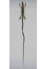 Nature Deco Long-tailed lizard in luxury 3D frame 32 x 23,5cm