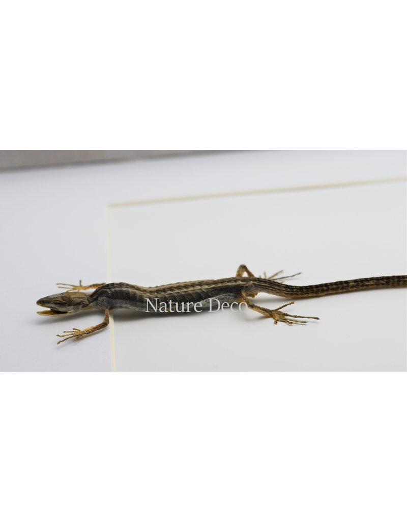 Nature Deco Long-tailed lizard in luxury 3D frame 32 x 23,5cm