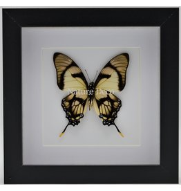 Nature Deco Eurytides Dolicaon in luxury 3D frame