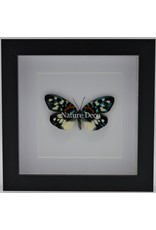 Nature Deco Erasmia Pulchella in luxe 3D lijst 17 x 17cm