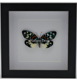 Nature Deco Erasmia Pulchella in luxe 3D lijst