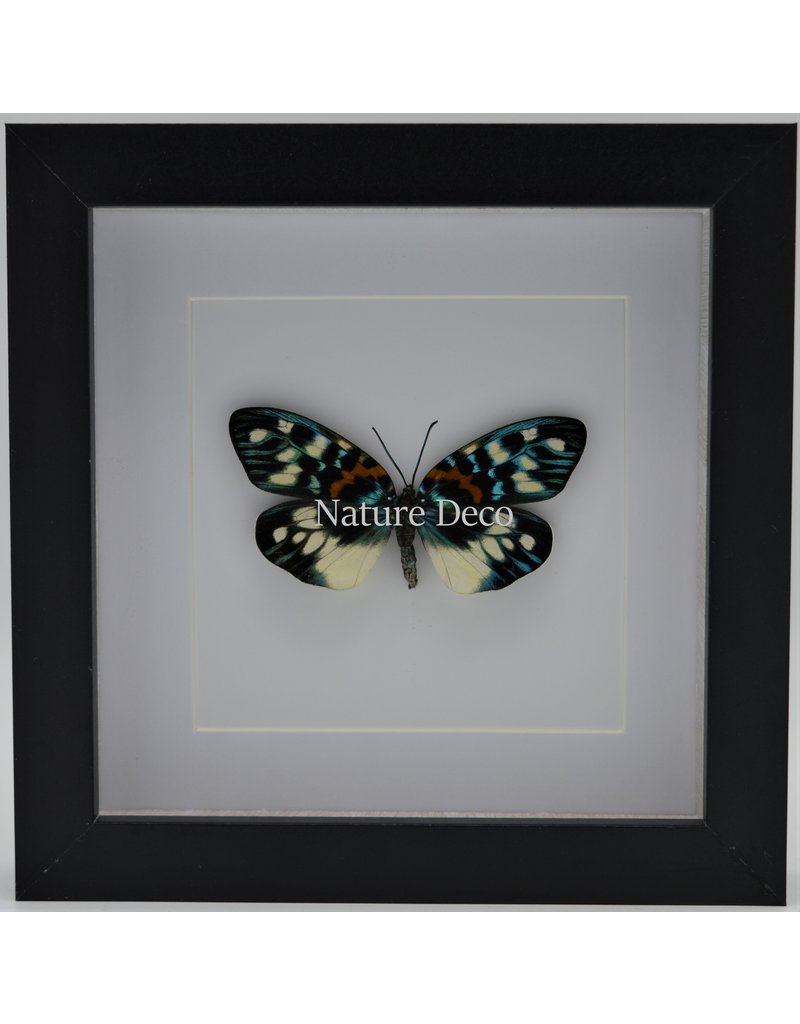 Nature Deco Erasmia Pulchella in luxury 3D frame 17 x 17cm