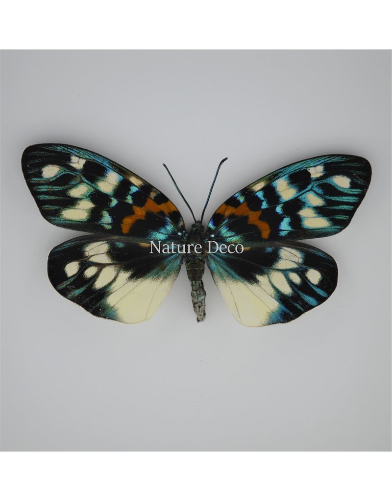 Nature Deco Erasmia Pulchella in luxury 3D frame 17 x 17cm