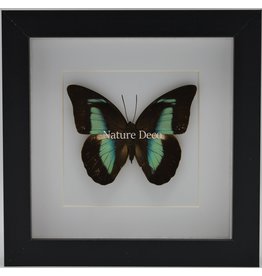 Nature Deco Prepona Demophon in luxe 3D lijst