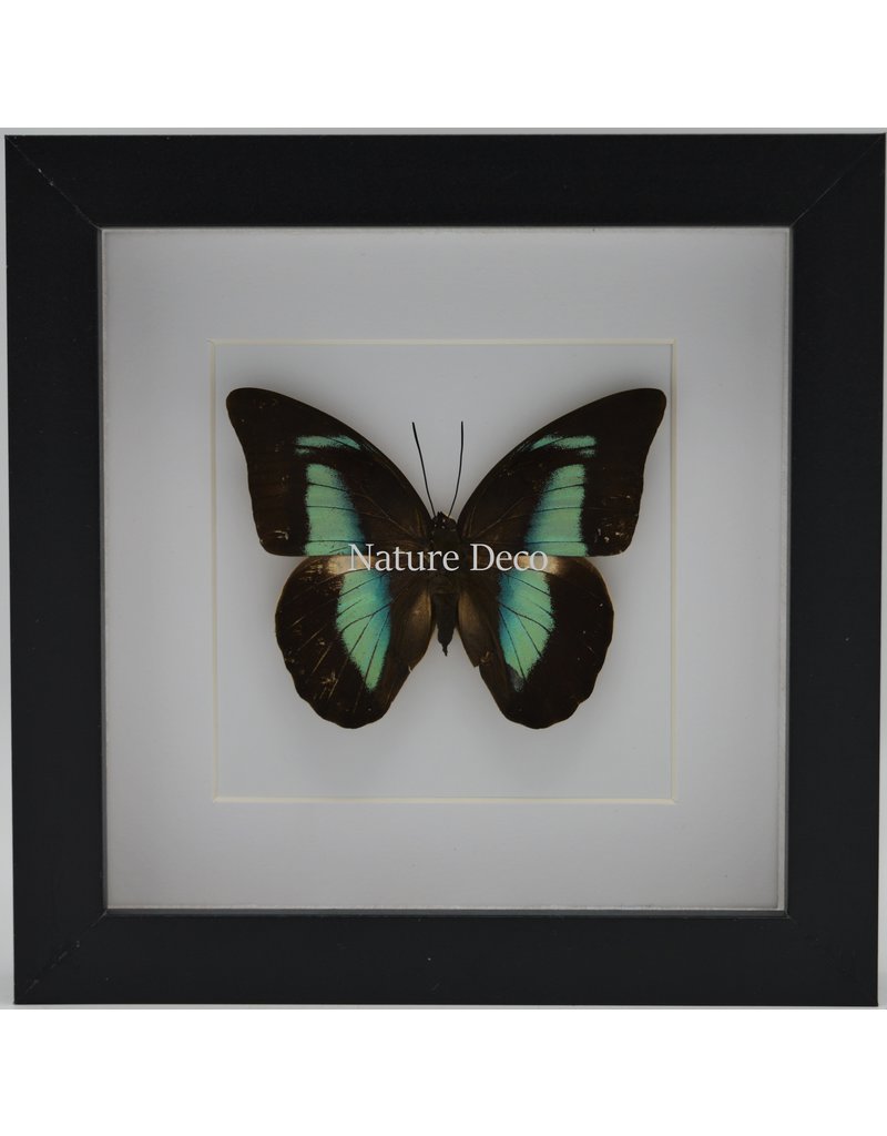 Nature Deco Prepona Demophon in luxury 3D frame 17 x 17cm