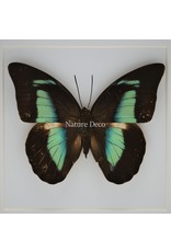 Nature Deco Prepona Demophon in luxury 3D frame 17 x 17cm