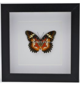 Nature Deco Cethosia Hypsea in luxury 3D frame