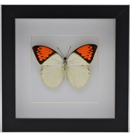 Nature Deco Hebomoia Glaucippe in luxury 3D frame