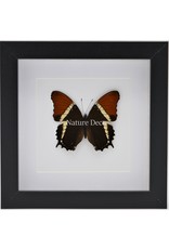 Nature Deco Siproeta Epaphus in luxury 3D frame 17 x 17cm