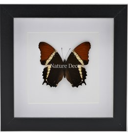 Nature Deco Siproeta Epaphus in luxe 3D lijst