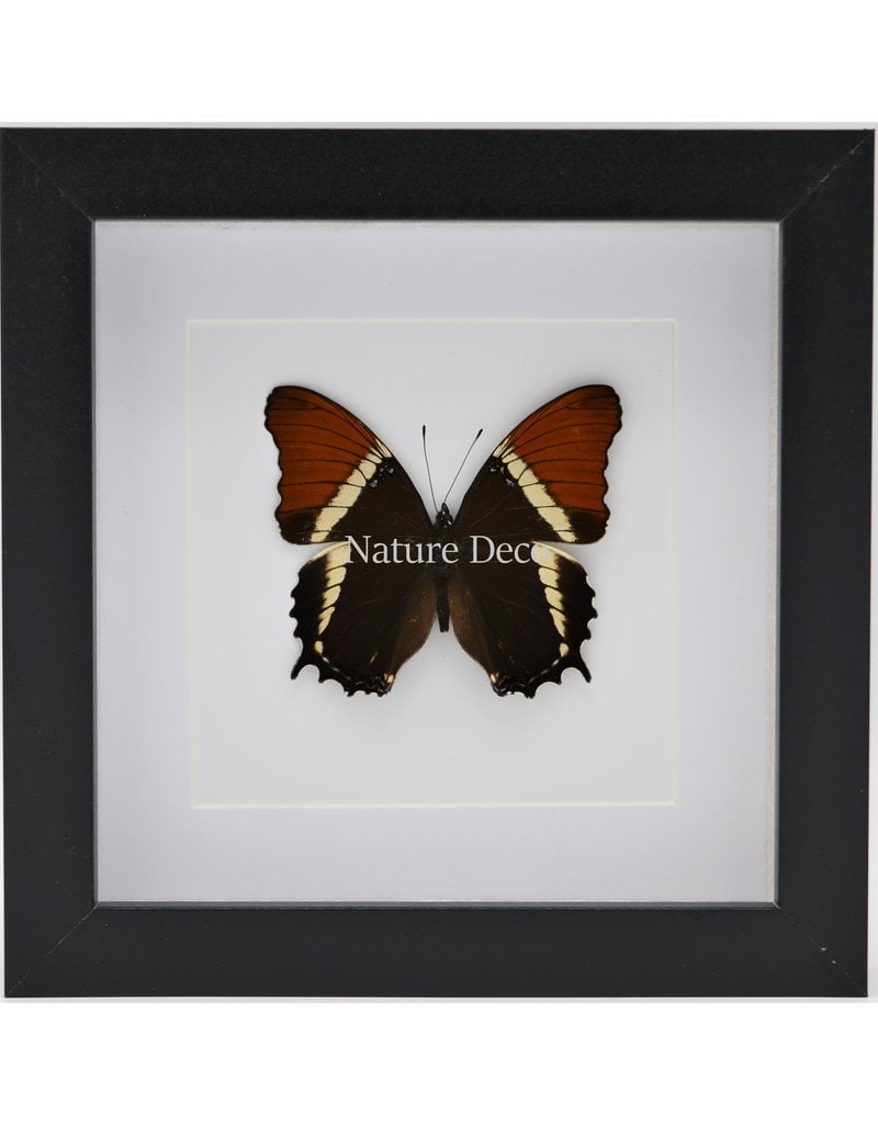 Nature Deco Siproeta Epaphus in luxury 3D frame 17 x 17cm