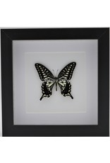 Nature Deco Papilio Xuthus in luxury 3D frame 17 x 17cm