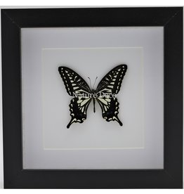 Nature Deco Papilio Xuthus in luxe 3D lijst