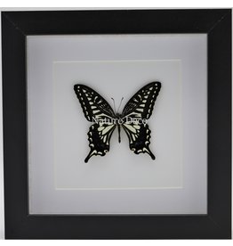 Nature Deco Papilio Xuthus in luxury 3D frame
