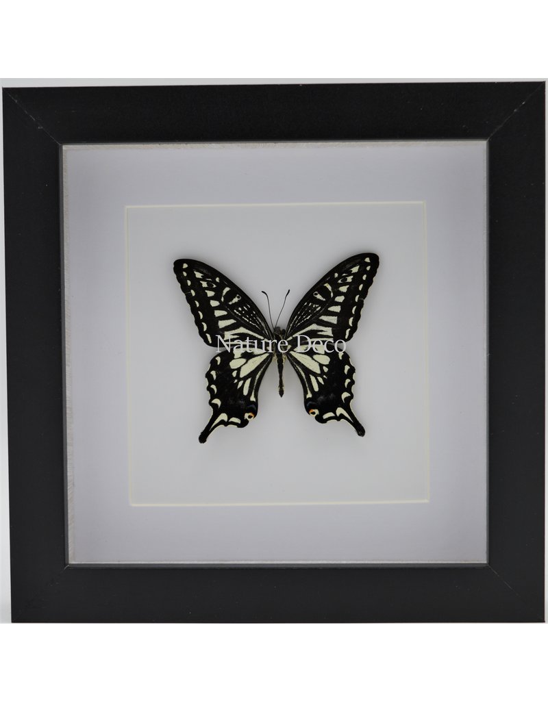 Nature Deco Papilio Xuthus in luxury 3D frame 17 x 17cm