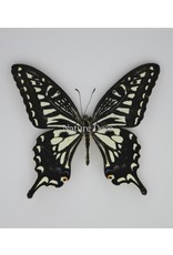 Nature Deco Papilio Xuthus in luxury 3D frame 17 x 17cm