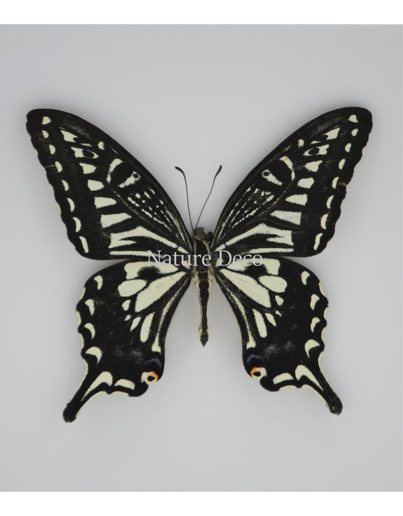 Nature Deco Papilio Xuthus in luxury 3D frame 17 x 17cm