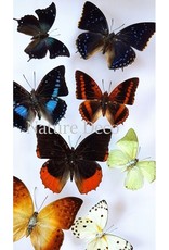 . B edition unmounted butterflies luxury mix 10 pieces