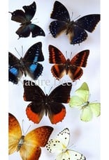 . Unmounted butterflies luxury mix 10 pieces