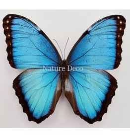 . Unmounted Morpho Peleides (male)