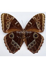 . Unmounted Morpho Peleides (male)