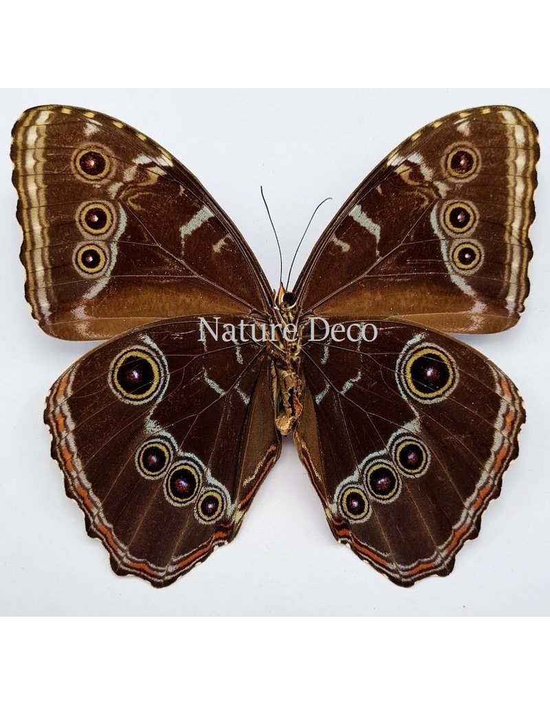 . Unmounted Morpho Peleides (male)