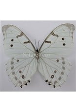 . Unmounted Morpho Luna